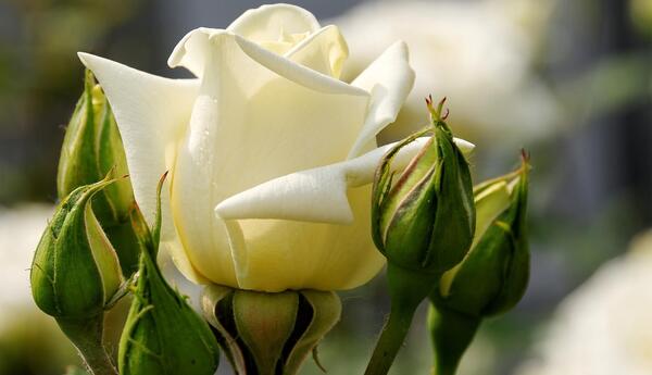 عکس غنچه سفید