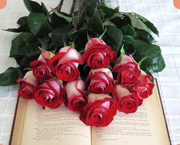 عکس لاکچری گل رز