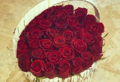 عکس لاکچری گل رز