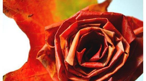 عکس گل رز پاییزی