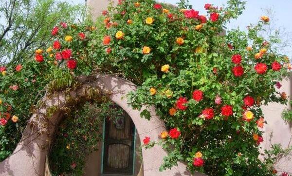 عکس گل رز پاییزی