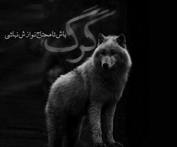 عکس گرگ رنگارنگ