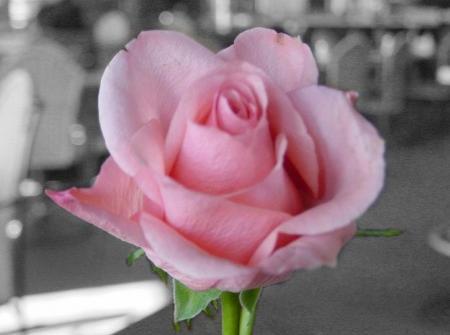 عکس گل رز تکی