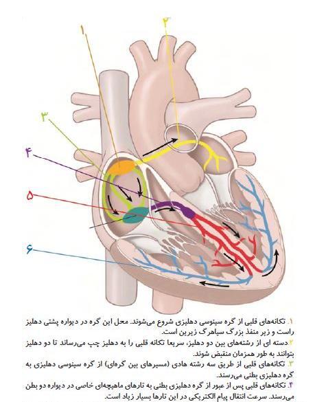 عکس ساختار قلب انسان