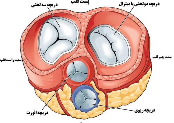 عکس ساختار قلب انسان