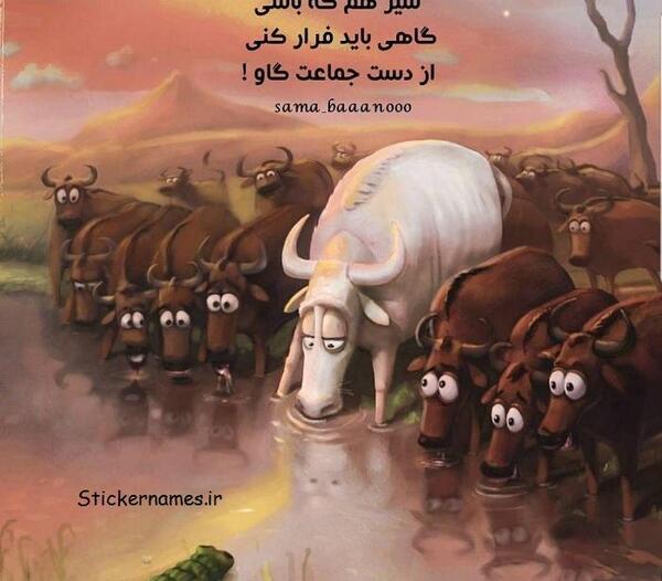 عکس گاو برای پروفایل
