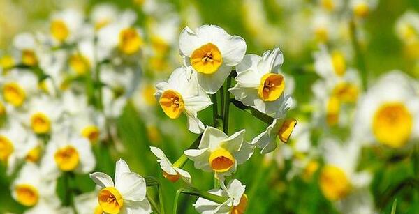 دانلود عکس گل نرگس فول اچ دی