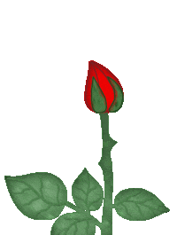عکسهای گلهای زیبا متحرک
