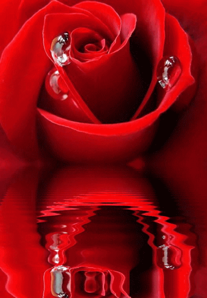 عکسهای گلهای زیبا متحرک