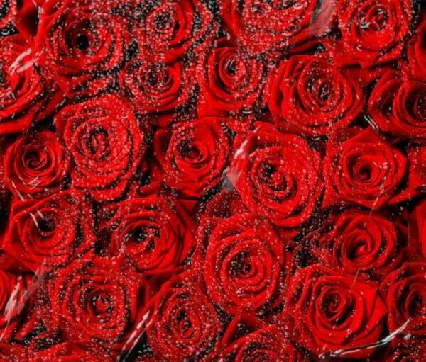 عکسهای گلهای زیبا متحرک