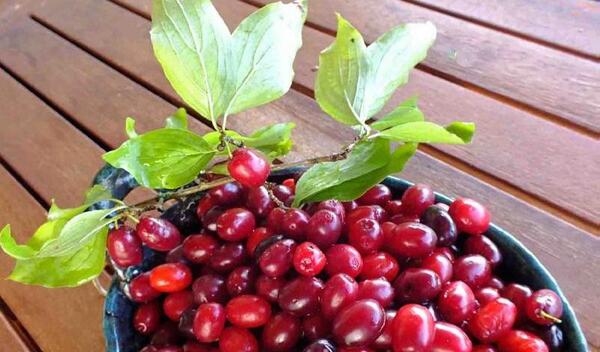 عکس زغال اخته تازه