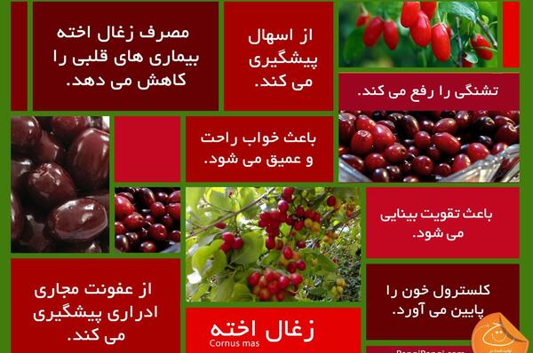 عکس زغال اخته تازه
