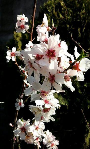 عکس شکوفه اسدی