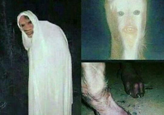 عکس طنطل
