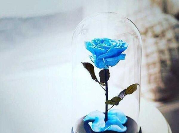 عکس گل فیروزه