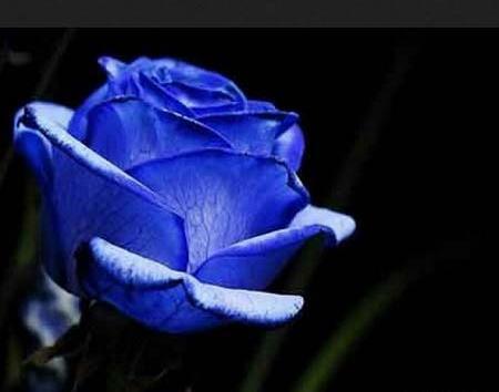 عکس گل فیروزه