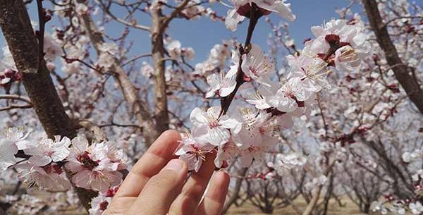 شکوفه زردآلو عکس