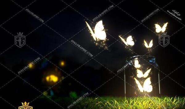 عکس پروانه شبرنگ