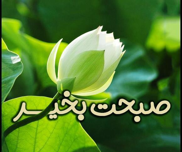 عکس صبح بخیر گل