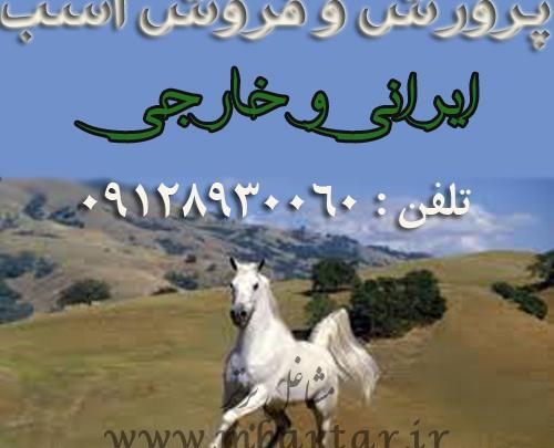 عکس اسب فروشی