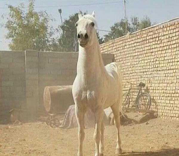 عکس اسب فروشی
