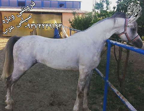 عکس اسب فروشی