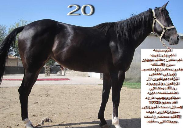 عکس اسب فروشی