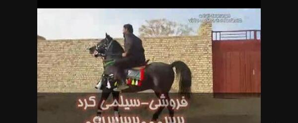 عکس اسب فروشی