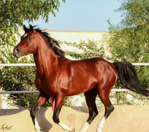عکس اسب فروشی