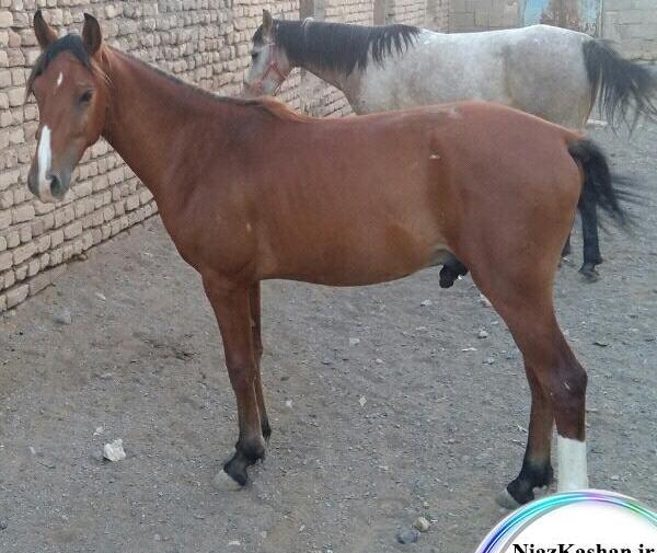 عکس اسب فروشی