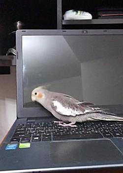 عکس نوشته ی اسم وانیا