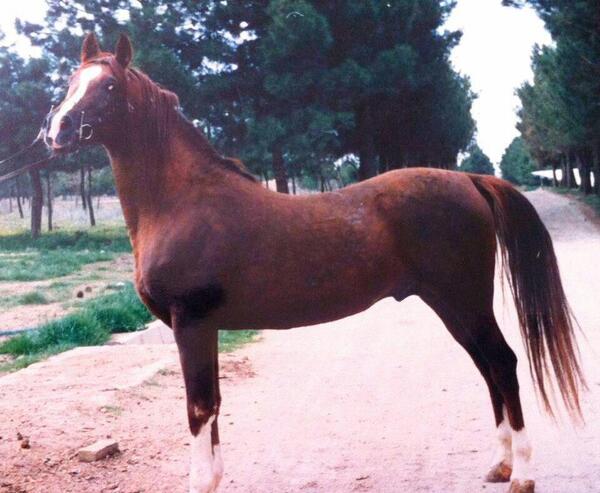 عکس اسب خرسان
