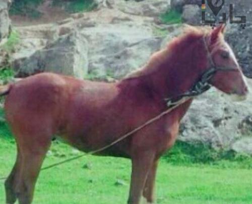 عکس اسب خرسان