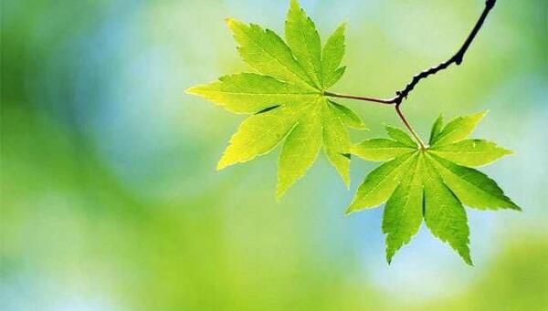 عکس ساده طبیعت