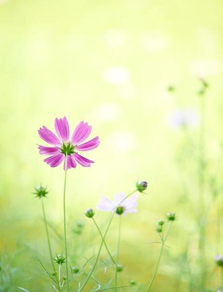 عکس ساده طبیعت