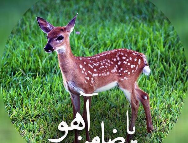 عکس آهو برای تصویر زمینه