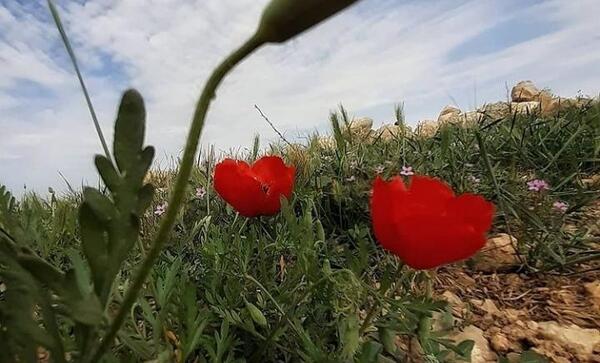 عکس رقیه محمدزاده