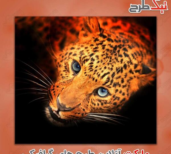 عکس گرافیکی از یوز پلنگ