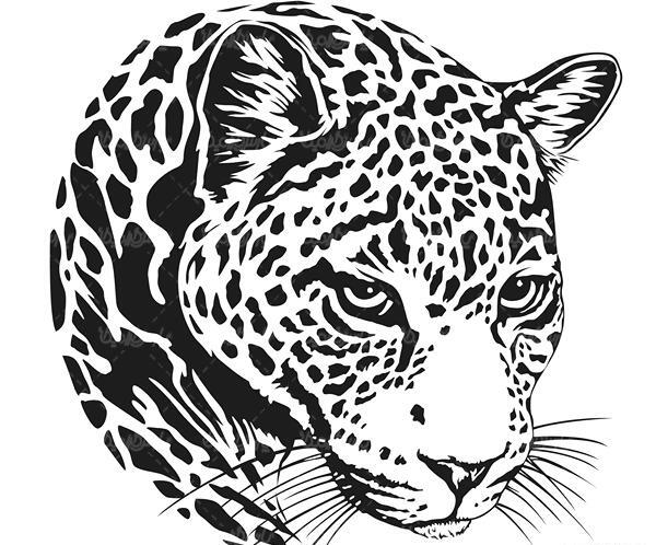 عکس گرافیکی از یوز پلنگ