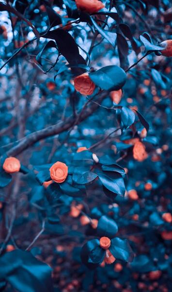 عکس تصویر زمینه موبایل