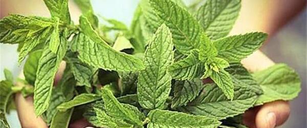 عکس چای پونه