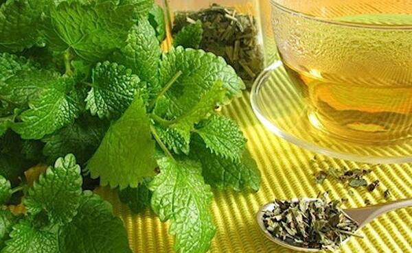 عکس چای پونه