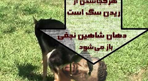 عکس شاهین نجفی و همسرش