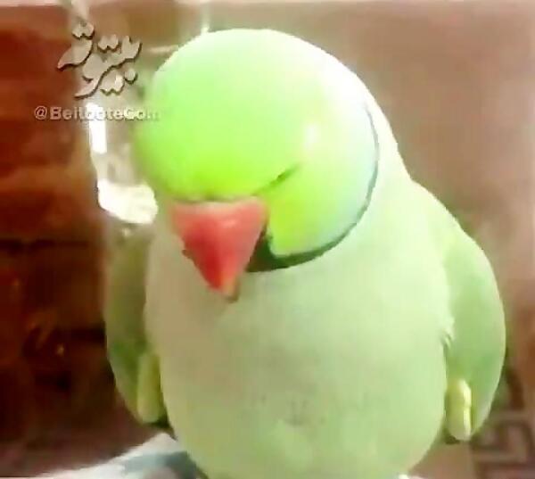 عکس طوطی سبز