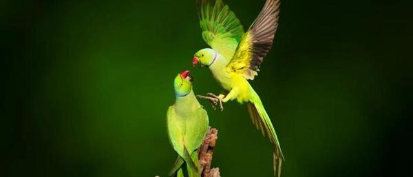 عکس طوطی سبز