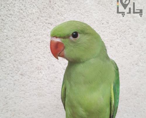 عکس طوطی سبز