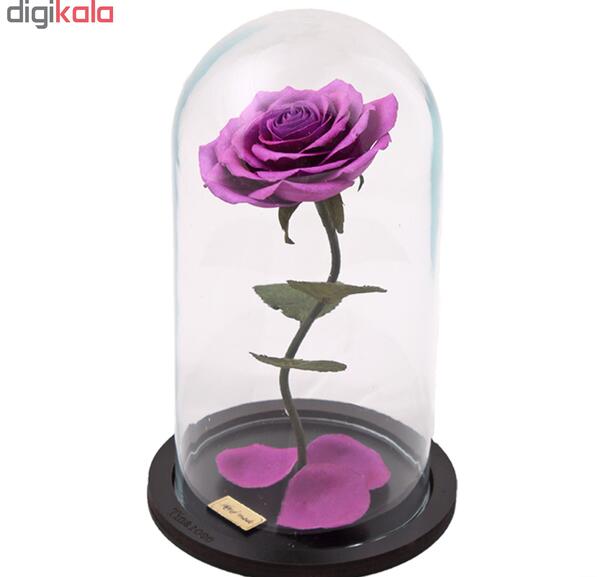 عکس گل رز یاسی