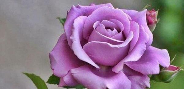 عکس گل رز یاسی