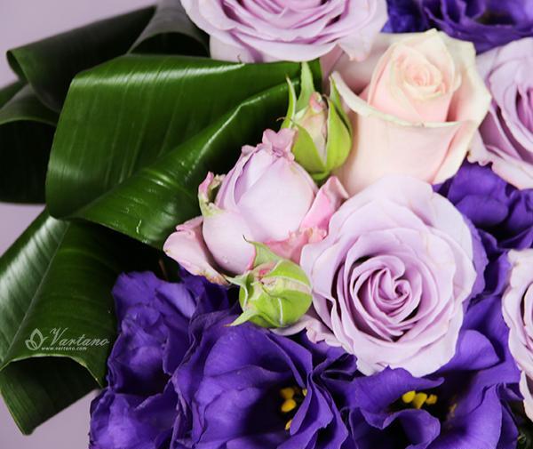 عکس گل رز یاسی