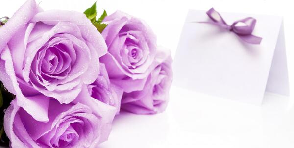 عکس گل رز یاسی